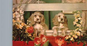 Vintage Postcard We Miss You Two Brown Puppies Flowers Colourpicture Pub