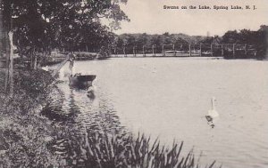 New Jersey Spring Lake Swans On The Lake Albertype