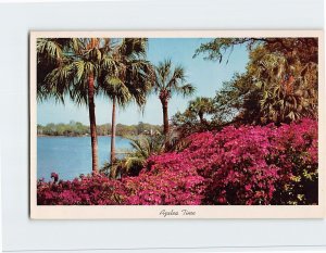 Postcard Azalea Time In Tropical Florida