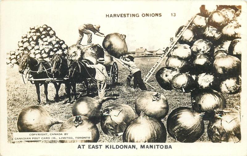 Horse-Drawn Carriage Harvesting Onions at East Kildonan Exaggeration Real Photo