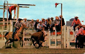 Canada Calgary The Calgary Stampede Wild Steer Decorating Event