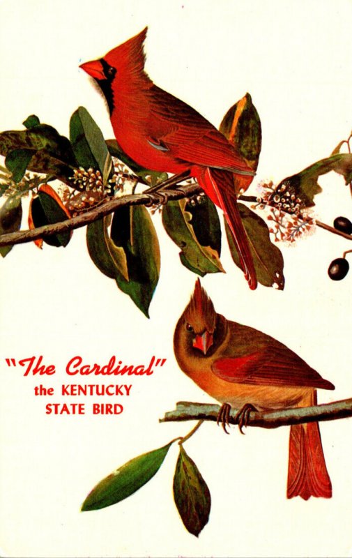 Kentucky State Bird The Cardinal