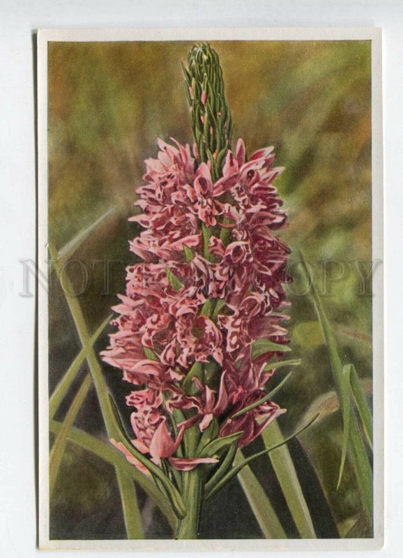 428011 Flower Orchis Latifolia Vintage Sammelwerk Tobacco Card w/ ADVERTISING