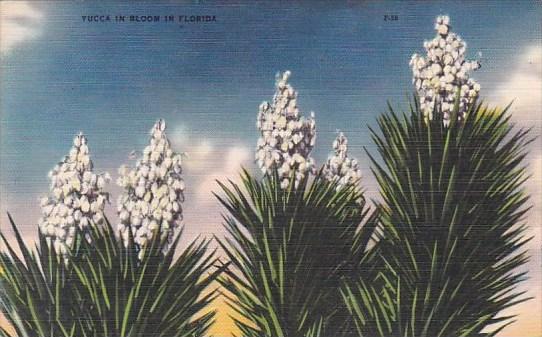 Yucca In Bloom In Florida