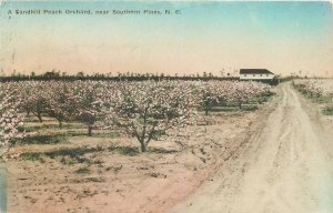 Postcard 1924 North Carolina Sandhill Peach Orchard farming NC24-2938