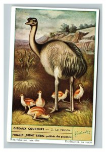 Vintage Liebig Trade Card - French - #2 of the Running Bird Set - Ostrich