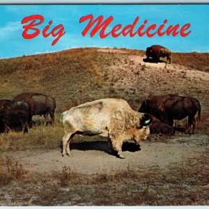 c1970s Western Mont. MT Gbig Medicine Sacred White Buffalo Famous Bison PC A235