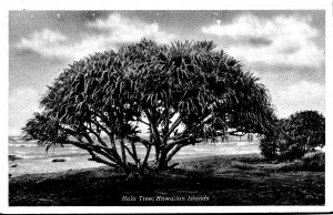 VINTAGE POSTCARD THE HOLA TREE FOUND ON THE HAWAIIAN ISLANDS c. 1950s (NON-RPPC)