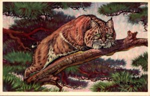 New York National Wildlife Publishing Company Bobcat