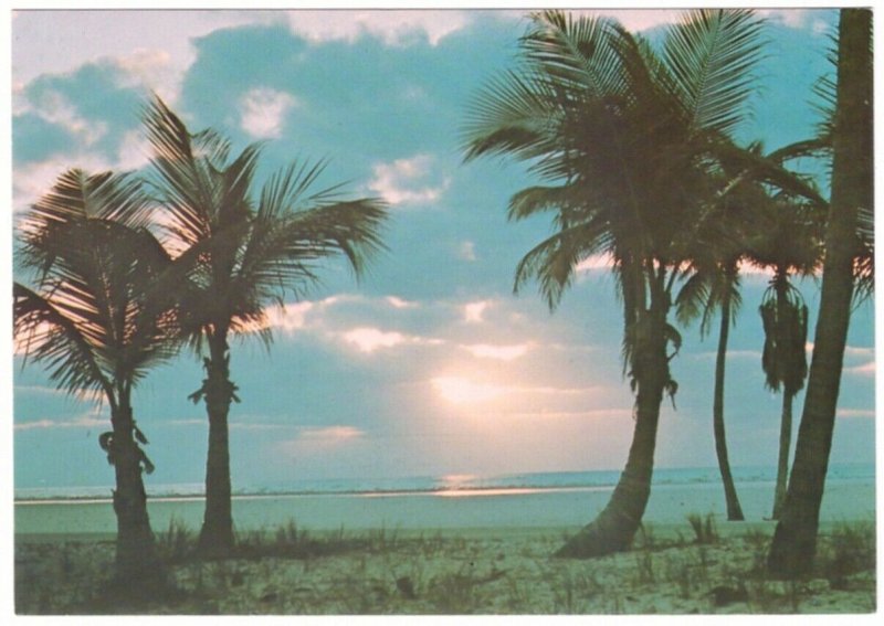 Palm Trees, Florida Sunrise, Chrome Postcard