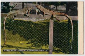 Iguana's, CA Alligator Farm, Los Angeles CA