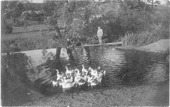 RP Boy Watching Ducks in a Pond