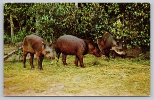 Postcard Catskill New York NY Brazilian Tapirs Game Farm Animals View