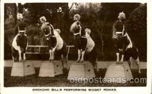 Broncho Bill's Performing Midget Ponies postcard Post Card  Midget Ponies
