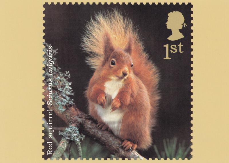 Red Squirrel Postcard