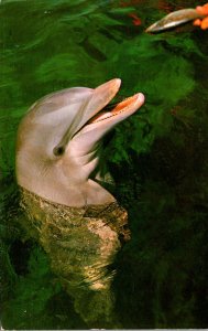 Fish Smiling Porpoise Miami Seaquarium Florida