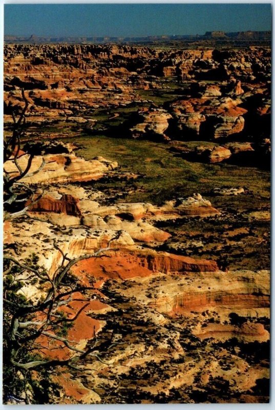 Postcard - Salt Creek, Canyonlands National Park - Utah