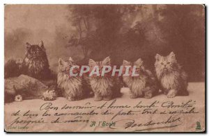 Old Postcard Cat Cats Kitten At & # 39ecole