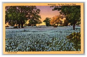 Vintage Postcard TX Bluebonnets The State Flower Of Texas 