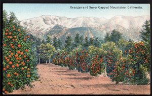 32620) California Oranges and Snow Capped Mountains - Divided Back