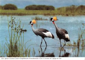 B98577 crowned crane grue a couronne africa  animals animaux