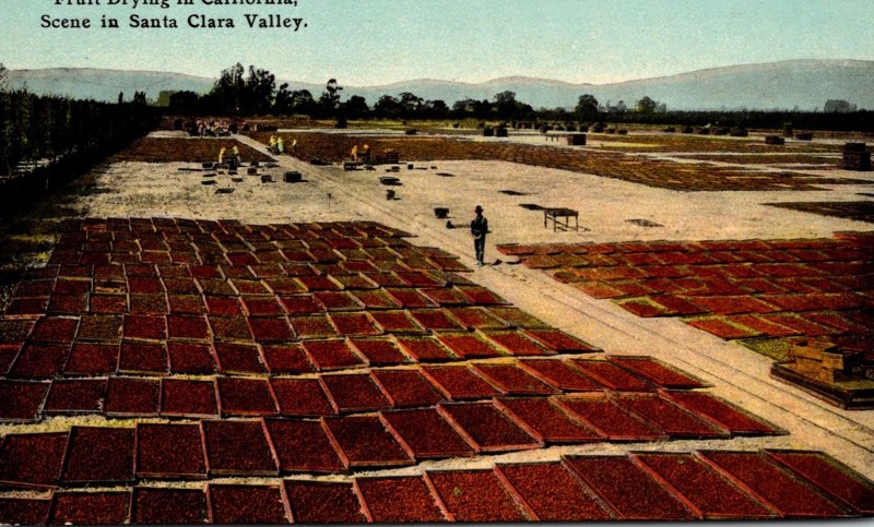 California Santa Clara County Fruit Drying Scene