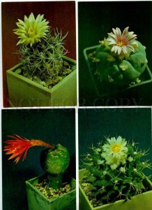 254031 Cacti Cactus photo Trubitcin SET of 24 Old postcards