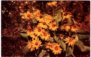 Haynes 51 SERIES #001 Balsamroot, Yellowstone National Park