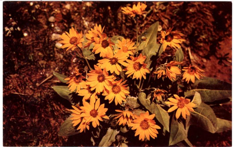 Haynes 51 SERIES #001 Balsamroot, Yellowstone National Park