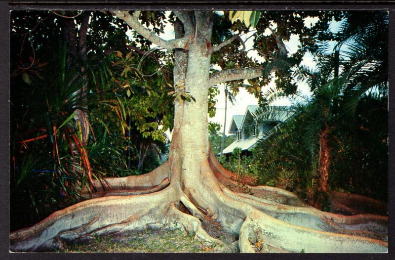 Moreton Bay Fig,Edison Home,Fort Myers,FL