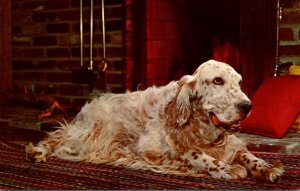 Dogs English Setter By The Fireside