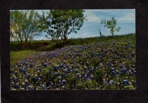 TX State Flower of Texas Bluebonnet Field Flowers Lone Star State Postcard