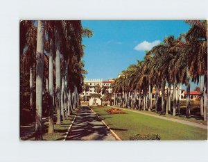 Postcard Beautiful Royal Palms in Florida
