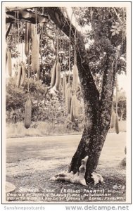 Florida Miami Coconut Grove Sausage Tree At Charlie Black's Place Real P...