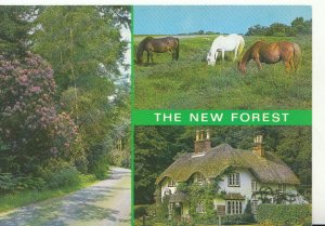 Hampshire Postcard - Views of The New Forest  - Ref 18739A