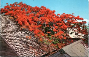 Postcard FL Key West - A Royal Poinciana tree growing between two rooftops