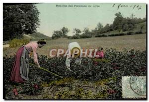 Old Postcard Harvest potatoes