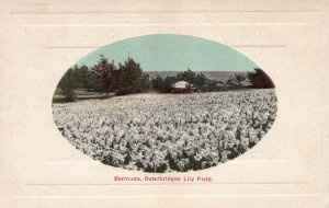 Outerbridges Lilly Field, Bermuda, Early Embossed Postcard, Unused