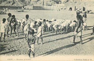 Yemen Aden ethnic life sheep children shepherds vintage postcard 