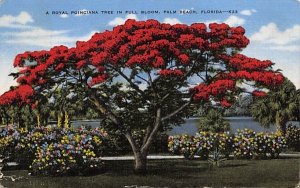 A Royal Poinciana Tree in Full Bloom, FL, USA Palm Beach, Florida