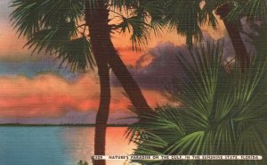 Vintage Postcards Nature's Paradise on the Gulf in the Sunshine State Florida FL