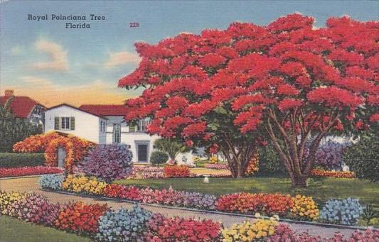 Royal Poinciana Tree In Florida 1955