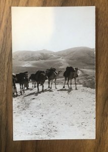 Palestine - Khan Al Ahmar - Good Samaritan Inn - Camels - RPPC