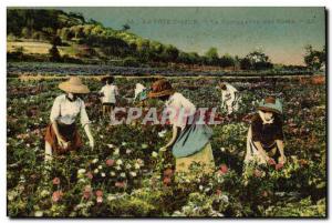 Old Postcard picking roses Cote d & # 39Azur