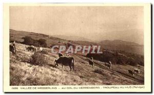 Old Postcard Wesserling At Vallee De Col Du Herrenberg Herd At Refuge Hus Cows