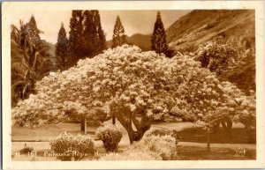 RPPC Poinciana Regia Honolulu Hawaii Vintage Postcard V03