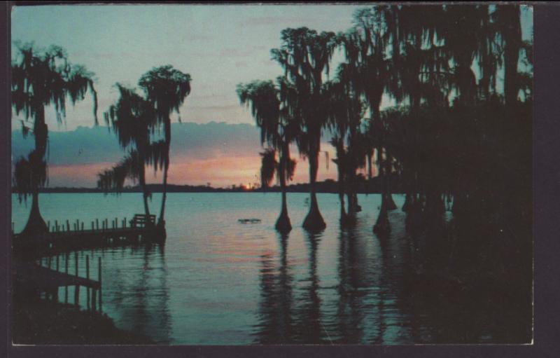 Cyprus Trees,Cyprus Gardens,FL Postcard BIN