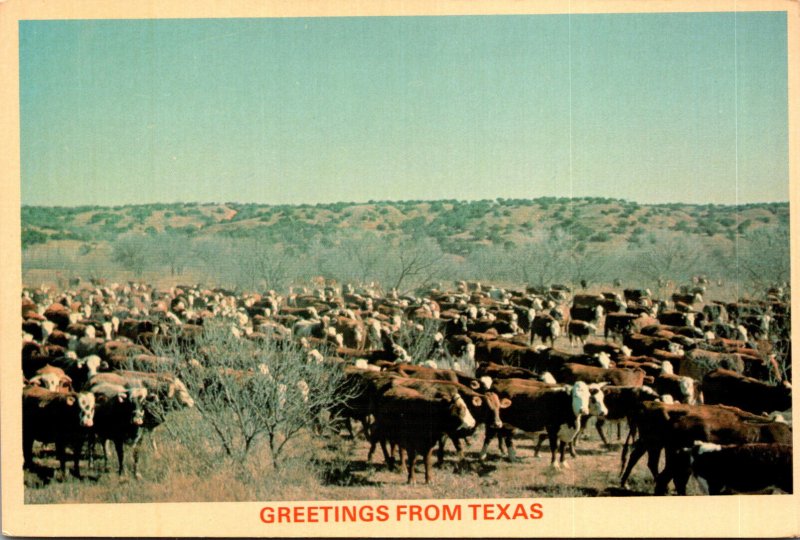 Texas Greetings White Face Cattle On A Texas Ranch