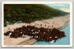 Animals~Air View Herd of Reindeer Alaska~Vintage Postcard