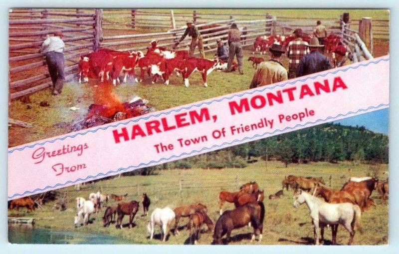 GREETINGS from HARLEM, Montana MT ~ Branding Calves, Horses ca 1950s Postcard